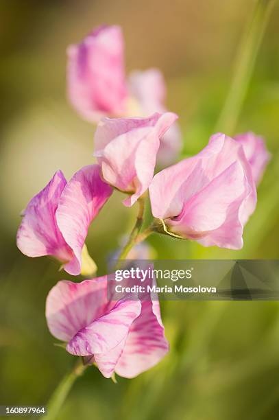 sweet pea flowers - sweetpea stock pictures, royalty-free photos & images