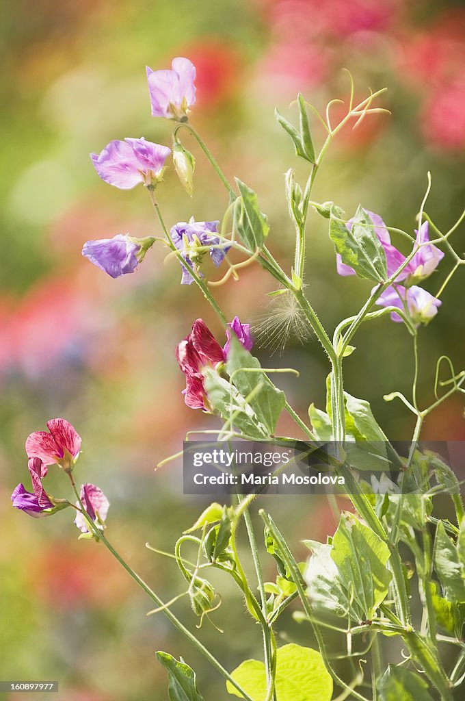 Sweet Pea Flowers