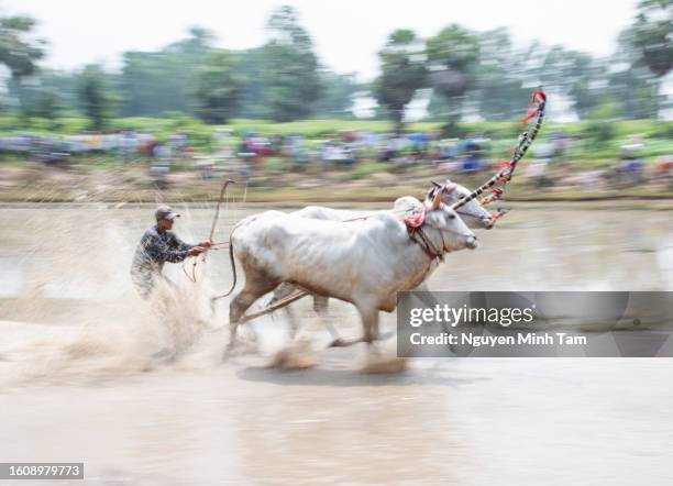 Cow Racing Thumbnail 96 Cow Racing Vietnam Stock Photos, High-Res Pictures, and Images ...