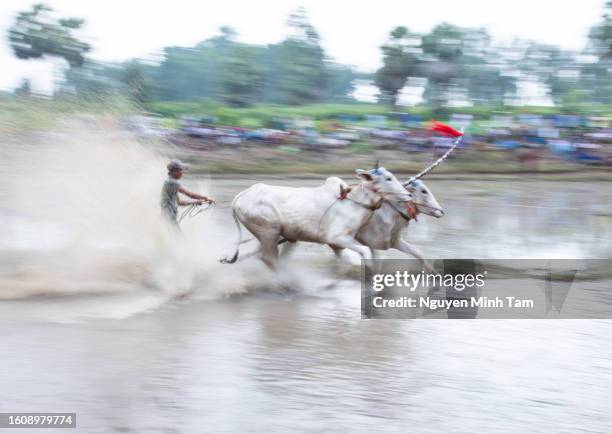 Cow Racing Thumbnail 96 Cow Racing Vietnam Stock Photos, High-Res Pictures, and Images ...