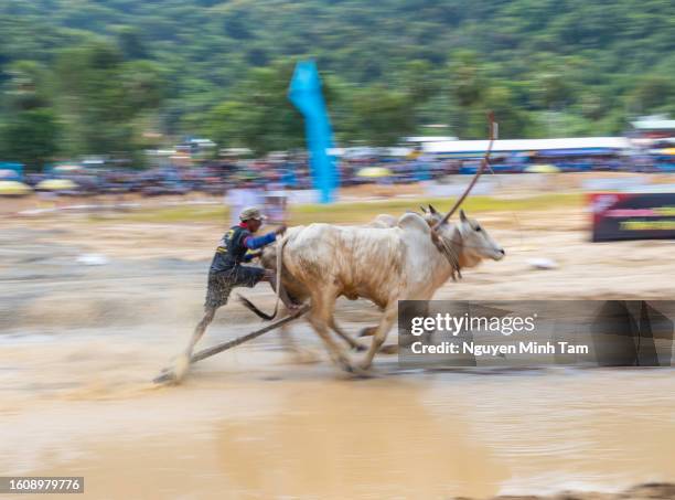 Cow Racing Thumbnail 96 Cow Racing Vietnam Stock Photos, High-Res Pictures, and Images ...