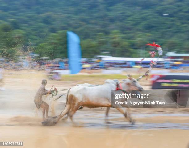 Cow Racing Thumbnail 96 Cow Racing Vietnam Stock Photos, High-Res Pictures, and Images ...