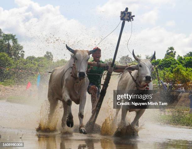 Cow Racing Thumbnail 2,380 Cow Racing Stock Photos, High-Res Pictures, and Images - Getty Images