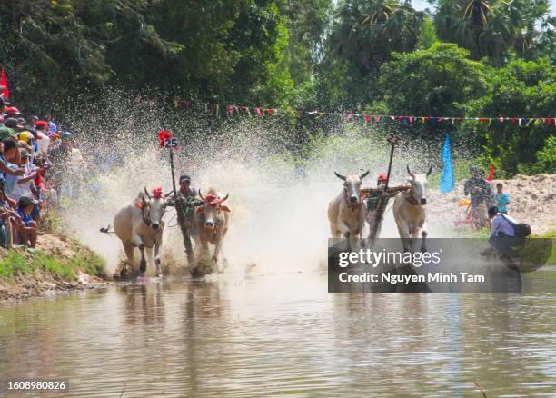Cow Racing Thumbnail 96 Cow Racing Vietnam Stock Photos, High-Res Pictures, and Images ...