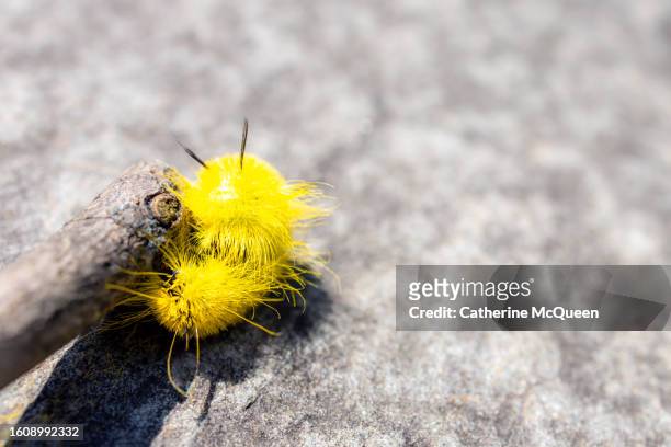 fuzzy bright yellow american dagger moth caterpillar plays dead - doen alsof je dood bent stockfoto's en -beelden