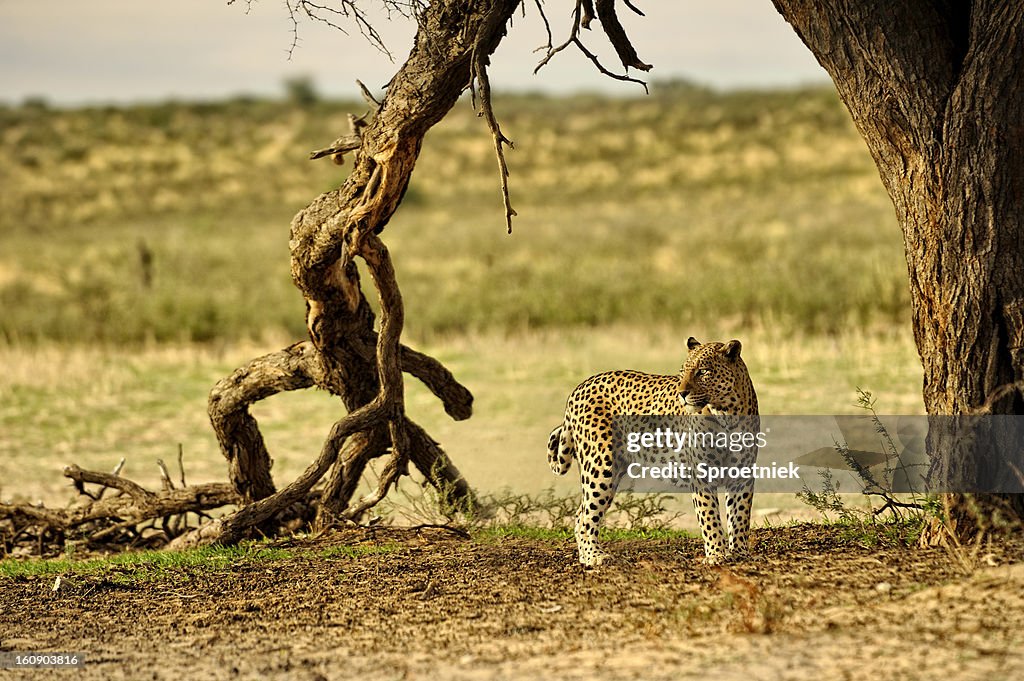 Female African leopard on the hunt