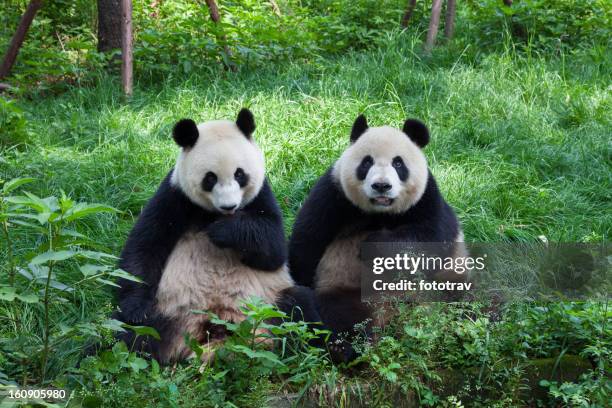 grande pandas olhando para a câmera-chengdu, sichuan, china - panda mamífero de quatro patas - fotografias e filmes do acervo