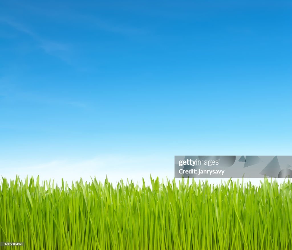 Green Gras und blauer Himmel