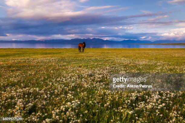 horse at sunset on the shore of the mountain lake, kyrgyzstan - edelweiss flower stock pictures, royalty-free photos & images