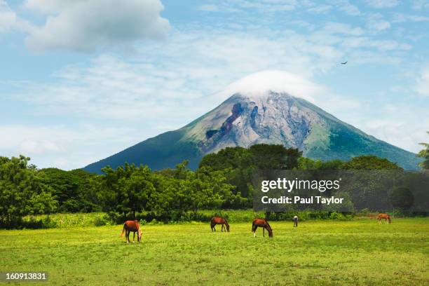 concepcion volcano with grazing horses - nicaragua stock-fotos und bilder