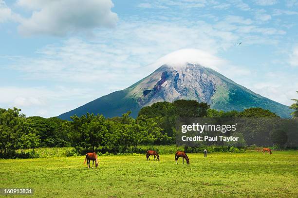 concepcion volcano with grazing horses - nicaragua 個照片及圖片檔