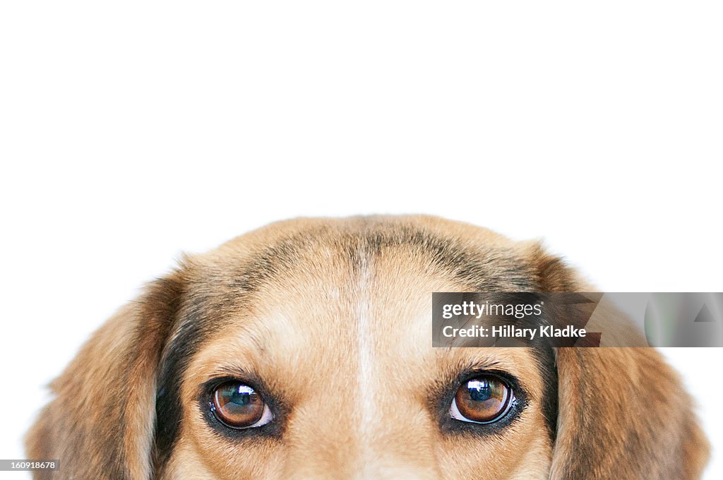 Beagle eyes