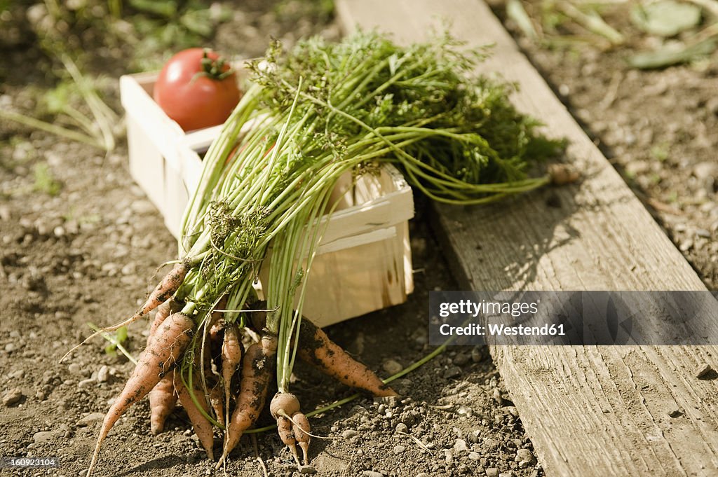 Germany, Bavaria, Carrots and tomatoes in basket at vegetable garden