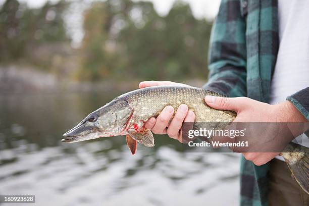 sweden, young man holding pike - pike stock pictures, royalty-free photos & images