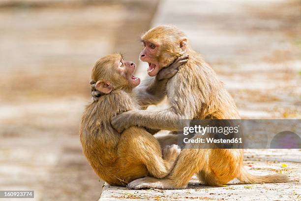 india, uttarakhand, rhesus macaque playing at jim corbett national park - macaque stock-fotos und bilder