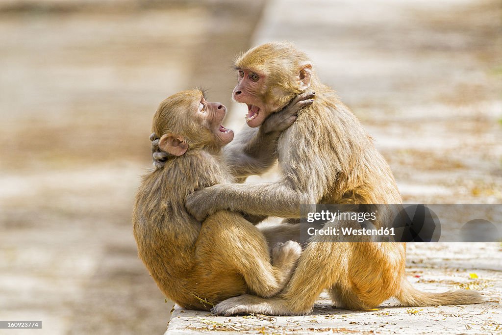India, Uttarakhand, Rhesus Macaque playing at Jim Corbett National Park