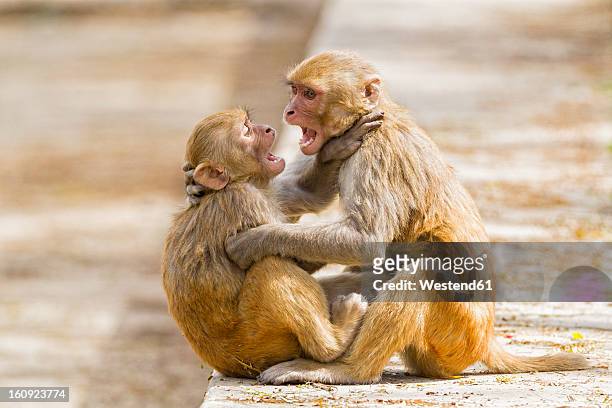india, uttarakhand, rhesus macaque playing at jim corbett national park - rhesus macaque stock pictures, royalty-free photos & images