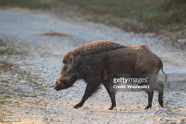 11,133 Wild Boar Photos and Premium High Res Pictures - Getty Images
