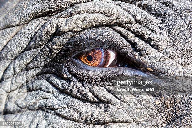 india, madhya pradesh, close up of asian elephant eye at kanha national park - elephant eyes stock pictures, royalty-free photos & images