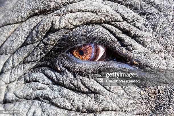 india, madhya pradesh, close up of asian elephant eye at kanha national park - elephant eyes 個照片及圖片檔