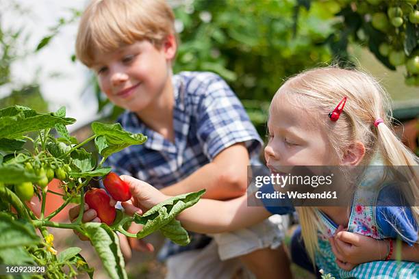 germany, bavaria, boy and girl picking tomatoes in garden - memmingen stock pictures, royalty-free photos & images