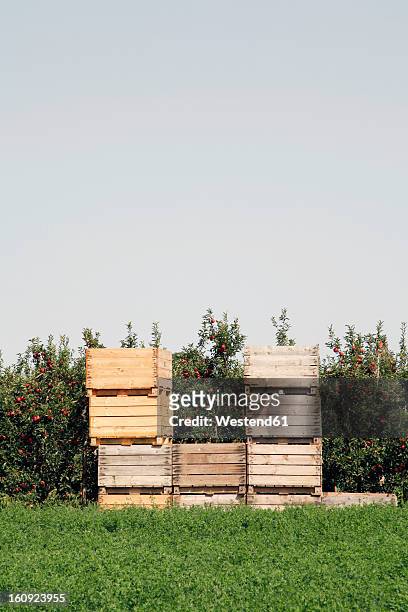 spain, catalonia, apple plantation with wooden boxes - caisse bois photos et images de collection