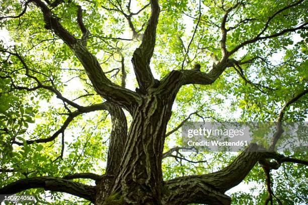 france, st. romans, plantation of walnut trees - walnut tree stock pictures, royalty-free photos & images