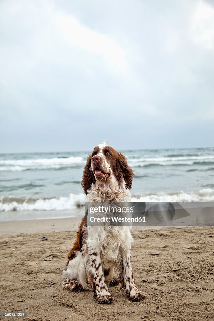 France, English Springer Spaniel sitting on sand at beach