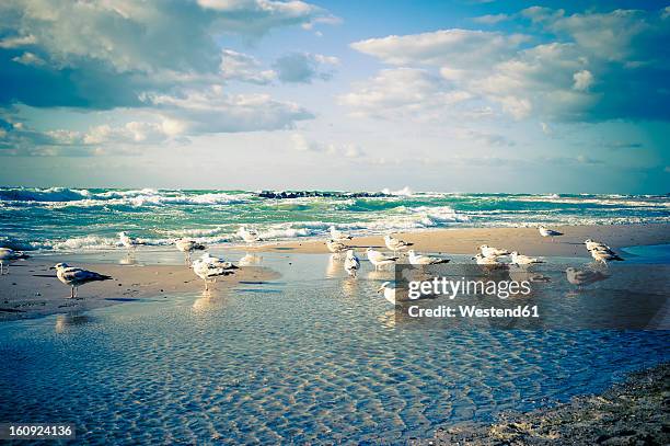 germany, mecklenburg western pomerania, seagulls perching at baltic sea - low tide stock pictures, royalty-free photos & images