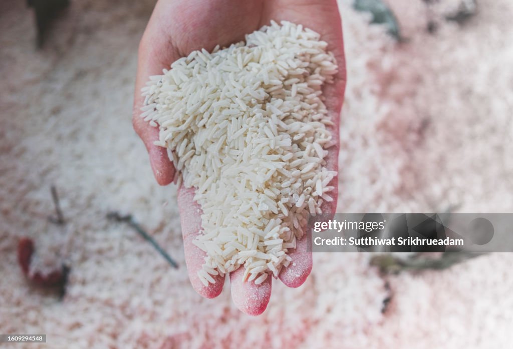 Cropped Of Hand Holding Rice Damaged by Rice Weevils