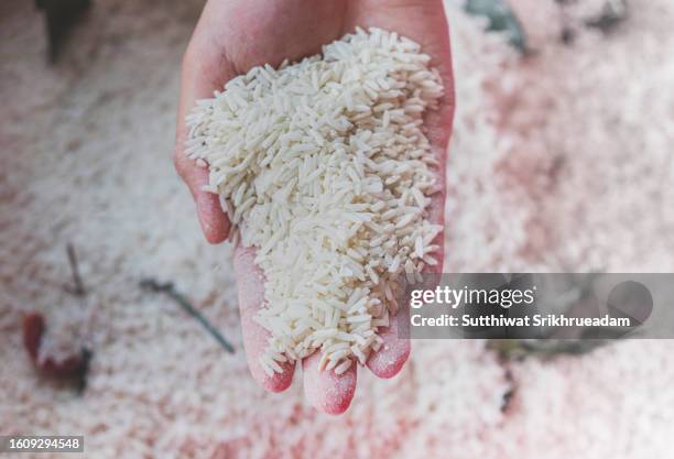 cropped of hand holding rice damaged by rice weevils - rice weevil stock pictures, royalty-free photos & images