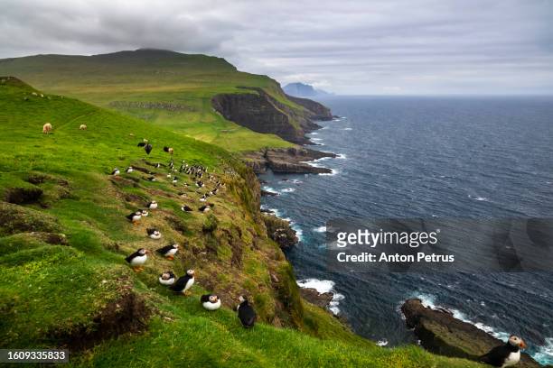 puffin colony on the cliff of mykines island, faroe islands - arctic birds stock pictures, royalty-free photos & images