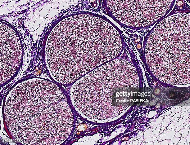 nerve fibres, light micrograph - medulla stock-fotos und bilder