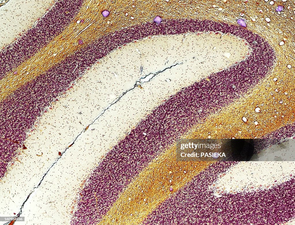 Cerebellum tissue, light micrograph