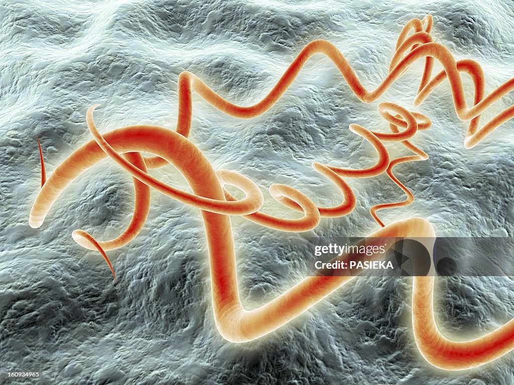 Syphilis bacteria, artwork