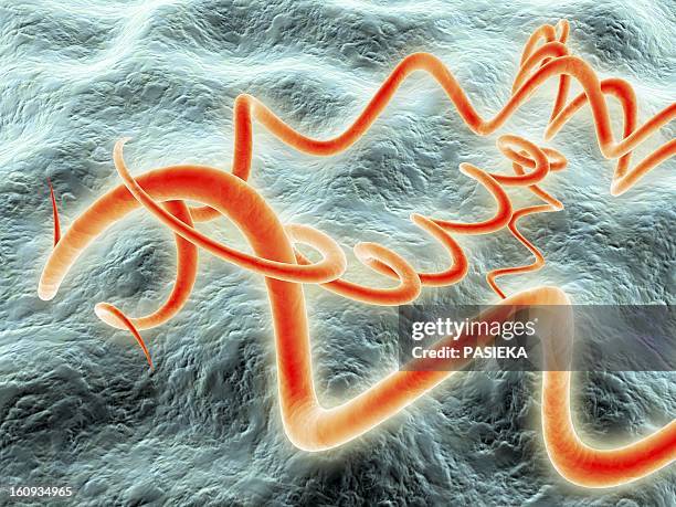 ilustrações de stock, clip art, desenhos animados e ícones de syphilis bacteria, artwork - treponema pallidum