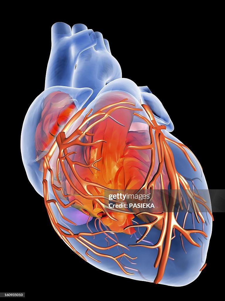 Heart with coronary vessels, artwork