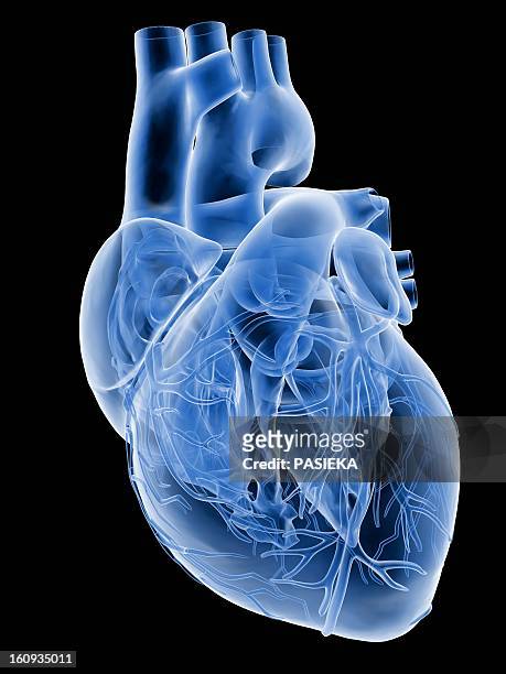 heart with coronary vessels, artwork - human heart stock-grafiken, -clipart, -cartoons und -symbole