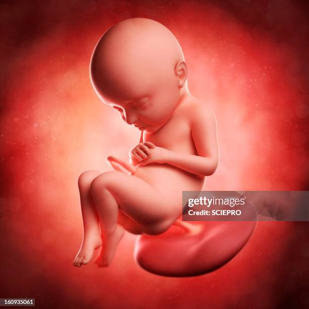 foetus at 32 weeks, artwork - first trimester stock illustrations