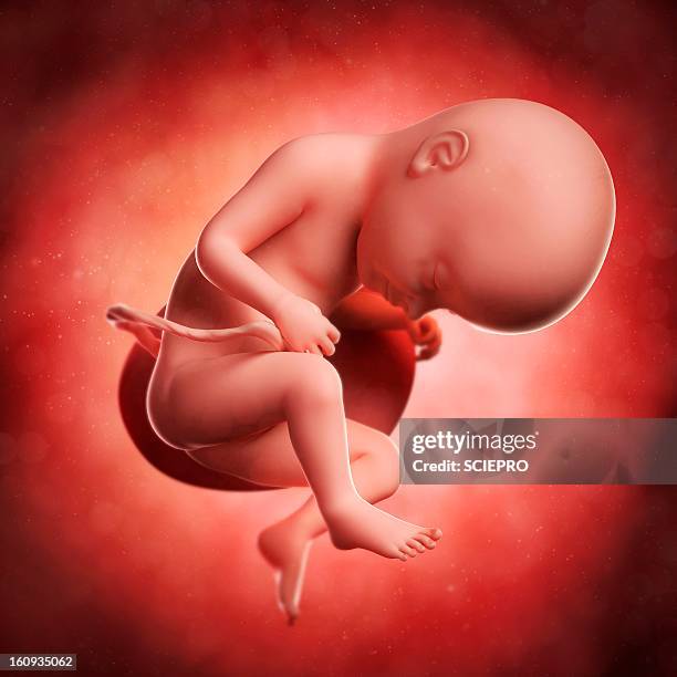 foetus at 33 weeks, artwork - first trimester stock illustrations