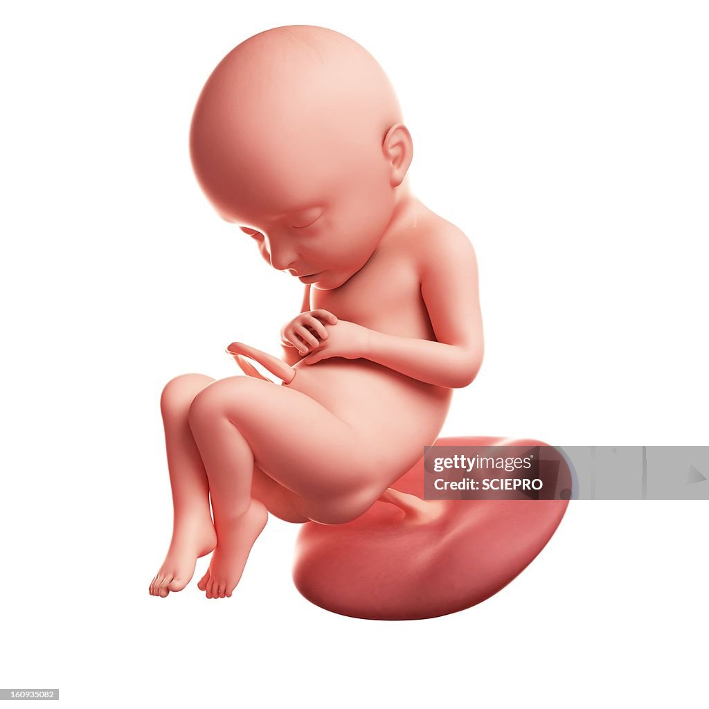 Foetus at 32 weeks, artwork