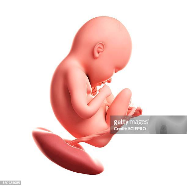 foetus at 35 weeks, artwork - fetus stock illustrations