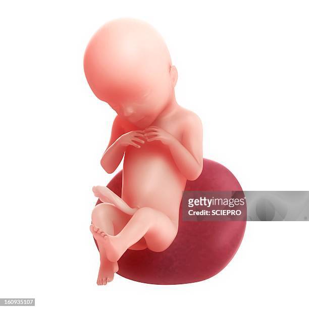 foetus at 20 weeks, artwork - 5 months fetus stock illustrations