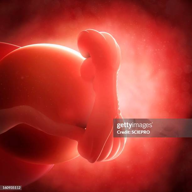embryo at 5 weeks, artwork - first trimester stock illustrations