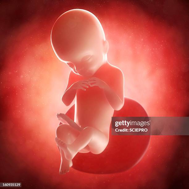 foetus at 20 weeks, artwork - 5 months fetus stock illustrations