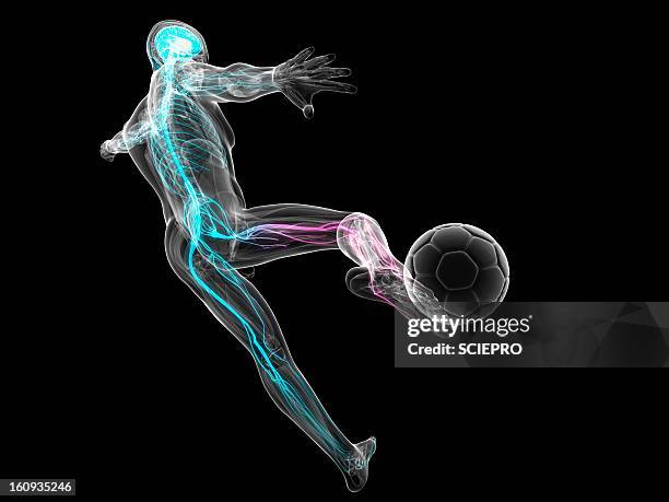 football player, artwork - physiologie stock-grafiken, -clipart, -cartoons und -symbole