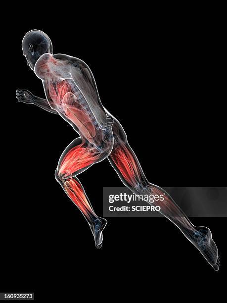 sprinter, artwork - leaning forward stock illustrations