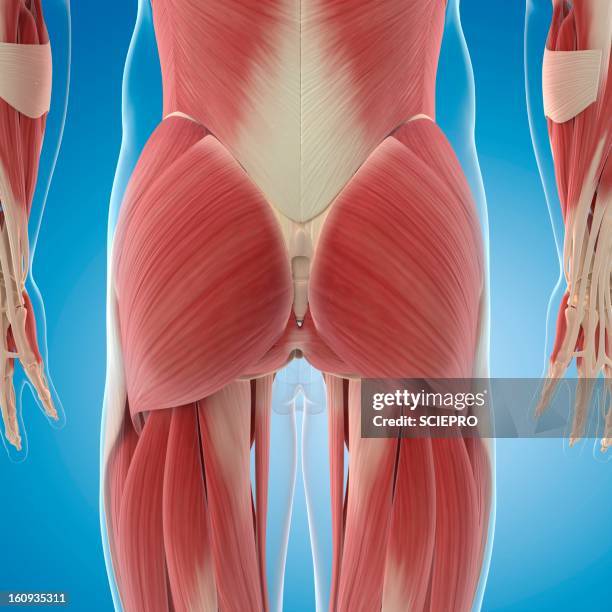 male musculature, artwork - buttocks stock illustrations