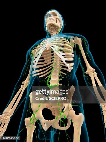 Lymphatic system, artwork Lymphatic system, artwork