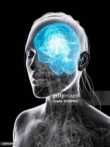 female brain, artwork - eeg stock illustrations